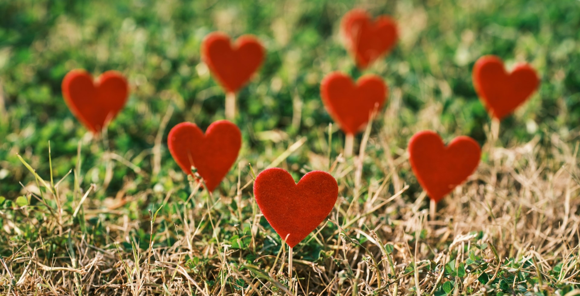 Banner 2